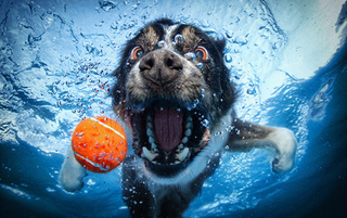 Illustration for article titled Kaiju Dogs